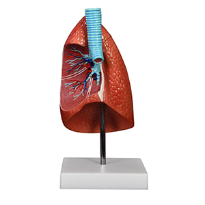 Lung Model 1 Part